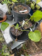 Zwarte stokroos plantjes, Overige soorten, Volle zon, Vaste plant, Ophalen of Verzenden