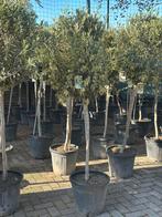 Olijfbomen nieuwe partij 180cm, Tuin en Terras, Planten | Bomen, Lente, 100 tot 250 cm, Olijfboom, Ophalen