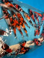 Super mooie showa koi, Dieren en Toebehoren, Vissen | Vijvervissen, Karper of Koi