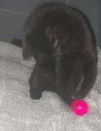 Kittens, Dieren en Toebehoren, Ophalen, Nieuw