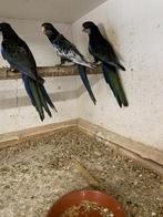 Rosella Parkieten, Dieren en Toebehoren, Meerdere dieren, Parkiet, Geringd