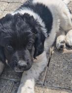 Friese stabij pups, Dieren en Toebehoren, Rabiës (hondsdolheid), Overige rassen, 8 tot 15 weken, Meerdere