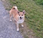 Stoer en aanhankelijk Keeshondje/JackRussel Gino 4 jaar oud, Dieren en Toebehoren, Honden | Niet-rashonden, Rabiës (hondsdolheid)