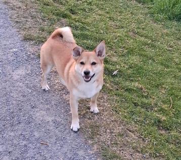 Stoer en aanhankelijk Keeshondje/JackRussel Gino 4 jaar oud  beschikbaar voor biedingen