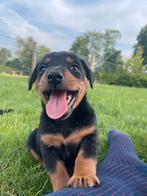 Jack Russel pups black & tan, België, Particulier, Jack Russell Terriër, 8 tot 15 weken