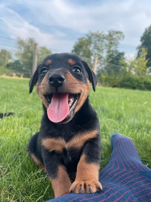 Jack Russel pups black & tan, Dieren en Toebehoren, Honden | Jack Russells en Terriërs, Meerdere dieren, Jack Russell Terriër
