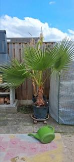 Mexicaanse waaier palm, Ophalen, Bloeit niet, Overige soorten, Volle zon