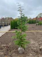 Cupressus x leylandii - haagconifeer, Ophalen, Overige soorten, Haag, 100 tot 250 cm