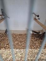 Japanse meeuwen met kuif, Dieren en Toebehoren, Meerdere dieren, Tropenvogel