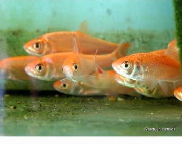 Goudwindes Graskarper, sluierstaarten gezocht  beschikbaar voor biedingen