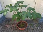 Bonsai, Tuin en Terras, Planten | Bomen, Ophalen, Bloeit niet, Halfschaduw, Overige soorten