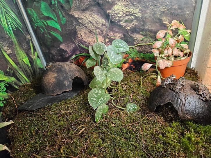 Bombina orientalis Chinese vuurbuikpad, Dieren en Toebehoren, Reptielen en Amfibieën, Amfibie, 0 tot 2 jaar