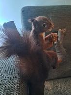 Taxidermie,taxidermy Opgezette "rode eekhoorn" op boomtak, Ophalen of Verzenden, Gebruikt, Wild dier, Opgezet dier
