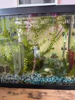 Aquarium, Dieren en Toebehoren, Vissen | Aquaria en Toebehoren, Ophalen, Zo goed als nieuw, Gevuld zoetwateraquarium