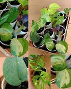 Kamerplanten mini's pakket, Huis en Inrichting, Kamerplanten, Ophalen, Halfschaduw, Minder dan 100 cm