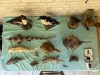 OPGEZETTE DIEREN[ZIE FOTO,S] vanaf 5 euro., Ophalen of Verzenden, Zo goed als nieuw, Vogel, Opgezet dier