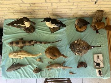 OPGEZETTE DIEREN[ZIE FOTO,S] vanaf 5 euro. beschikbaar voor biedingen