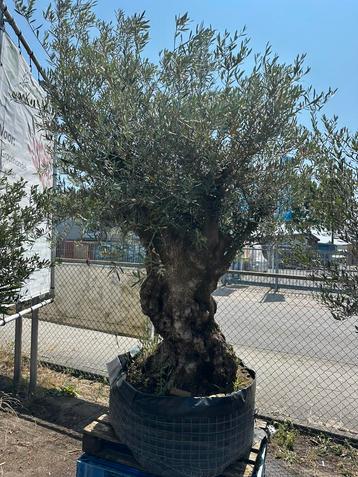 Grote dikke bonsai olijfboom. AANBIEDING beschikbaar voor biedingen