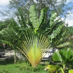 7 x Ravenala Madagascariensis banaan zaden, Ophalen, Gehele jaar, Zaad