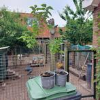 Sering stekken, Ophalen, Overige soorten, Struik, Minder dan 100 cm