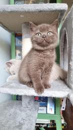 Blue, Chocolate Brits / Britse Korthaar kittens met stamboom, Dieren en Toebehoren, Katten en Kittens | Raskatten | Korthaar, Poes