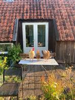 Gezocht assendelfter haan goudpel, Dieren en Toebehoren, Mannelijk, Kip