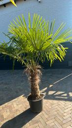 Trachycarpus Fortunei palmboom palmbomen Stamhoogte 60cm, Zomer, Volle zon, Ophalen of Verzenden, Palmboom