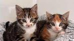 Kittens te koop, Meerdere dieren, Ontwormd, 0 tot 2 jaar
