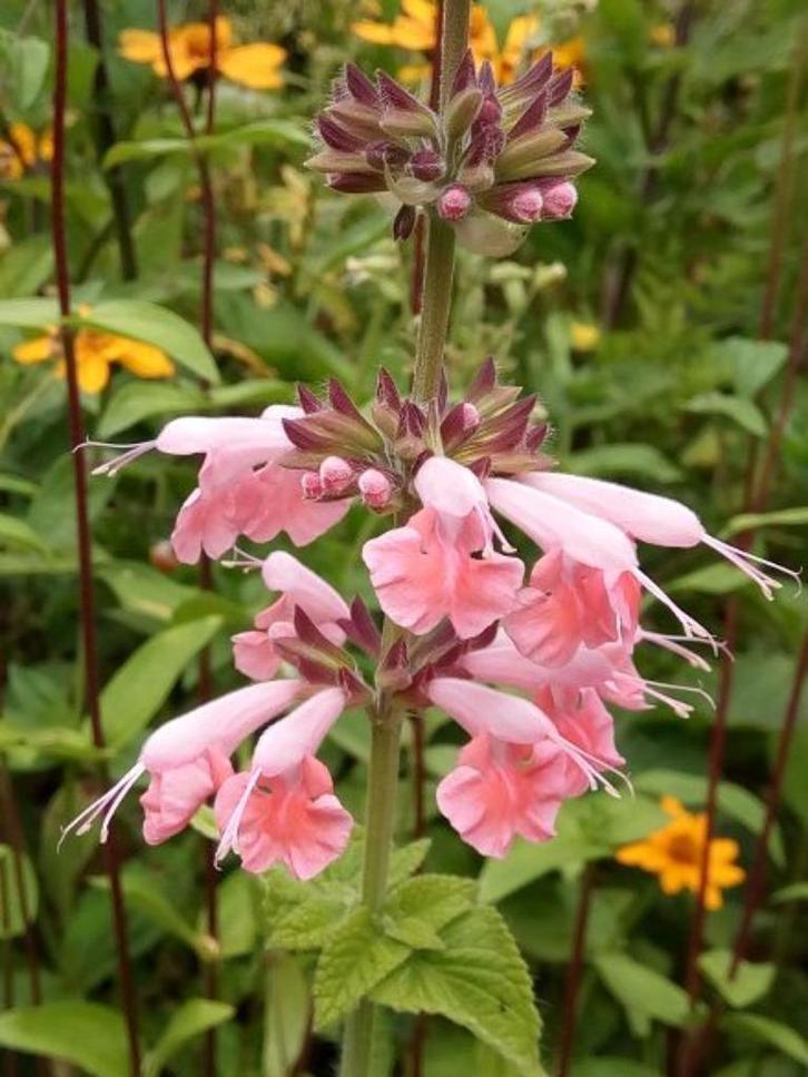 zaden Salvia coccinea Coral Nymph, Tuin en Terras, Bloembollen en Zaden, Zaad, Voorjaar, Halfschaduw, Verzenden