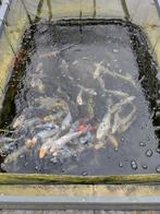 Koi's 15 tot 27cm, Dieren en Toebehoren, Vissen | Vijvervissen, Karper of Koi