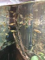 guppie`s, Vis, Zoetwatervis