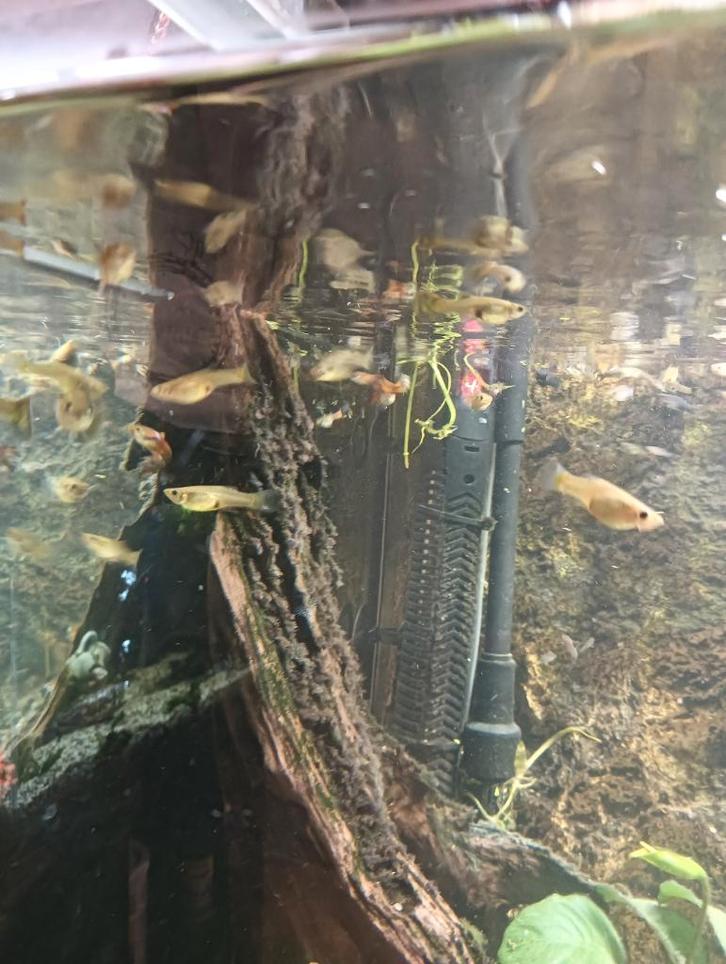 guppie`s, Dieren en Toebehoren, Vissen | Aquariumvissen, Zoetwatervis, Vis