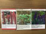 Echium Wildpretti/ Fastuosum  Vijg, Halfschaduw, Zomer, Vaste plant, Overige soorten