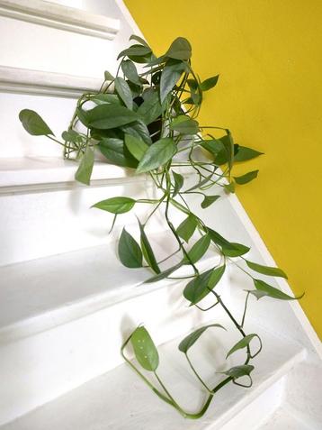 Epipremnum pinnatum 'Cebu Blue' P15 € 10 beschikbaar voor biedingen