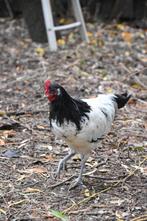 Prachtige Lakenvelder haan, Dieren en Toebehoren, Pluimvee, Mannelijk, Kip