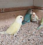 Jonge Agapornis roseicollis om tam te maken, Dieren en Toebehoren, Vogels | Parkieten en Papegaaien, Geslacht onbekend, Dwergpapegaai of Agapornis