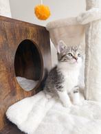 Beeldige Ragdoll  Europese korthaar kittens !, Meerdere dieren