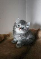 Prachtige Brits korthaar kittens met Stamboom, Dieren en Toebehoren, Katten en Kittens | Raskatten | Korthaar, Kater, Met stamboom