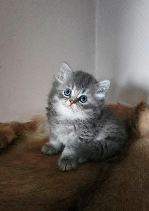 Prachtige Brits korthaar kittens met Stamboom, Dieren en Toebehoren, Katten en Kittens | Raskatten | Korthaar, Kater, 0 tot 2 jaar