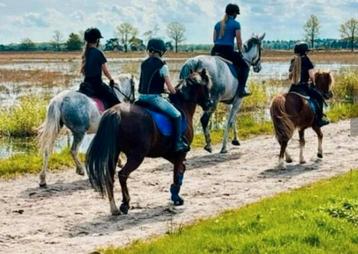 Verzorgpony/leasepony beschikbaar voor biedingen