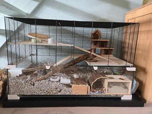 Gerbilkooi met 2 gerbils, Dieren en Toebehoren, Knaagdieren, Vrouwelijk, Overige typen, Augustus