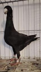 Te Koop Duitse Schoonheidspostduiven, Dieren en Toebehoren, Vogels | Duiven, Meerdere dieren, Overige soorten