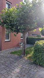 Plantaan, Tuin en Terras, Planten | Bomen, Ophalen, Overige soorten