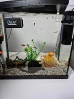 Mooie kleine aquarium met vissen en garnalen, Dieren en Toebehoren, Ophalen of Verzenden, Zo goed als nieuw, Gevuld zoetwateraquarium