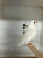 2 koppels bonte/wit japanse meeuwen, Dieren en Toebehoren, Vogels | Overige Vogels, Meerdere dieren