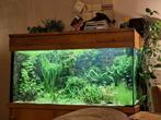 Diverse aquariumplanten, Ophalen of Verzenden, Zo goed als nieuw, Plant(en), Steen of Hout