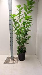 Laurier / Prunus Novita / Rotundifolia 60-120++, Ophalen of Verzenden, Laurier, Minder dan 100 cm