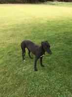 Wij zoeken een nieuw plekje voor deze whippet, Dieren en Toebehoren, Nederland, Rabiës (hondsdolheid), Reu, Meerdere