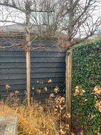 Leilindes leibomen, Ophalen, Volle zon, Overige soorten