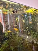 Black molly’s en guppy’s, Dieren en Toebehoren, Vis
